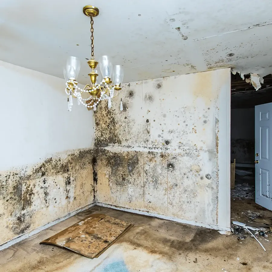 Mold growth checked on the wall of a damp San Marino room